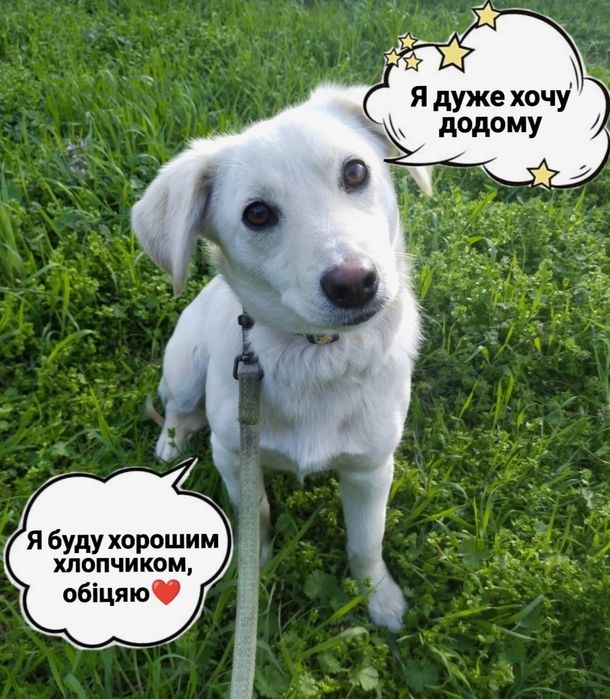 Я очень жду своих хозяев!