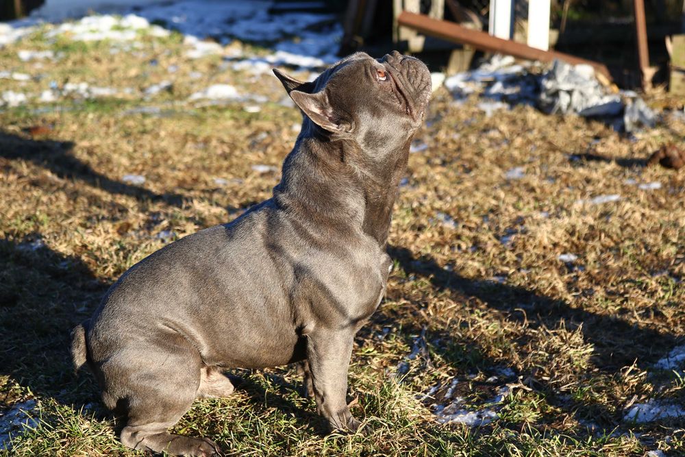 Французський бульдог запрошує наречених.