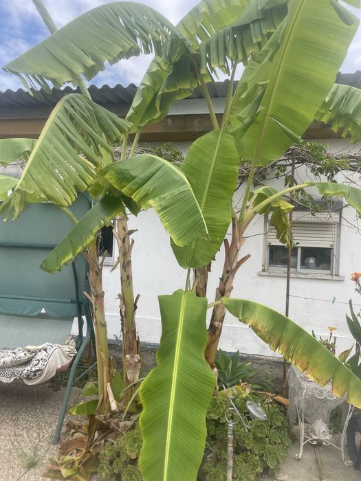 Mudas de bananeiras