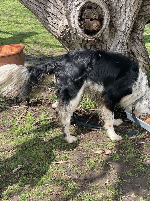 Hotel & Park Cães & Cia.