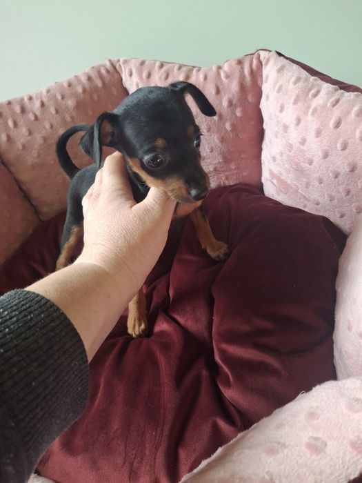 Sprzedam suczkę pinczerkę