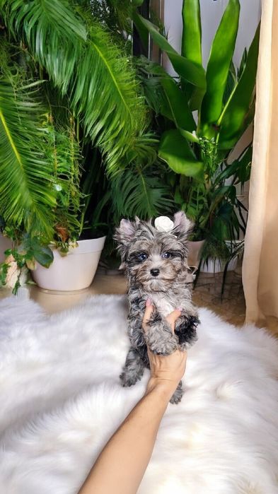 ** Mini dziewczynka ** ROSALINDA Black merle Yorkshire Terrier UNIKAT