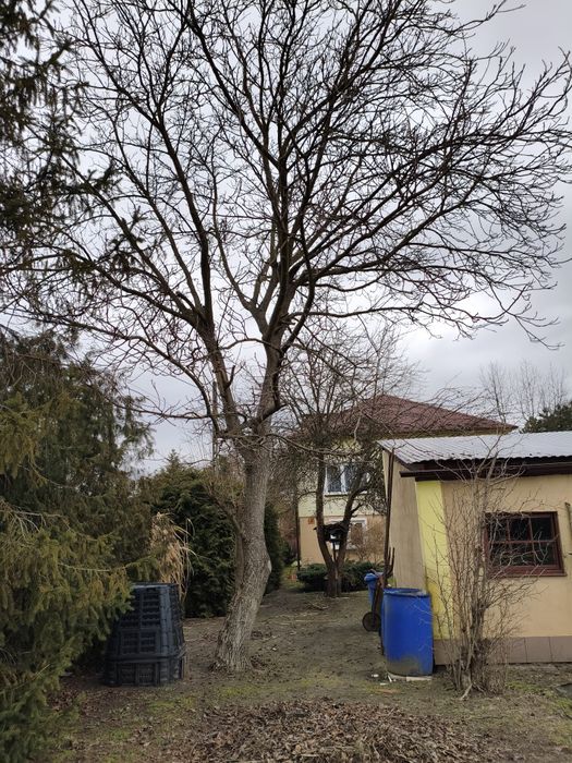 Orzech włoski  za darmo