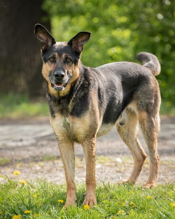 Pies Brutus w typie owczarka niemieckiego, ONka do adopcji!