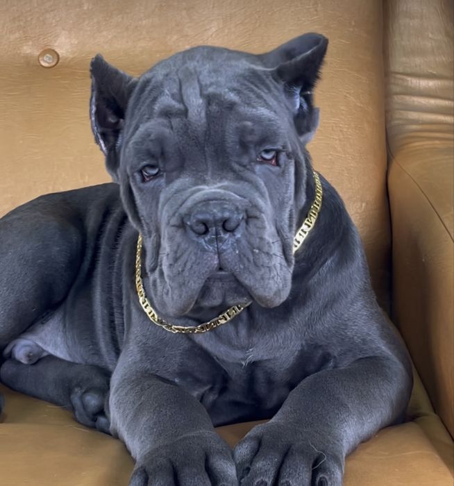 Крутезні купірувані щеночки-Cane corso
