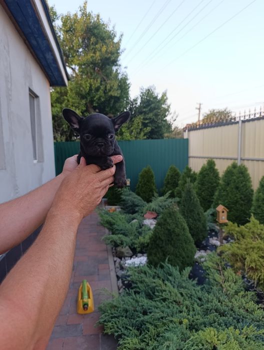 Шикарная девочка