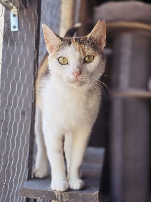 Podaruj dom Fancie przed zimą!