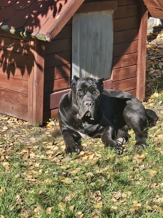 Cane corso  ...Polecam