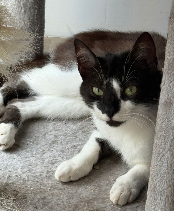 Kot i kotka do oddania