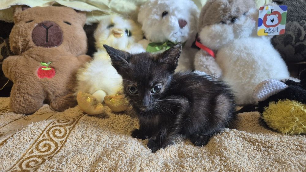 Котята кошенята котики
