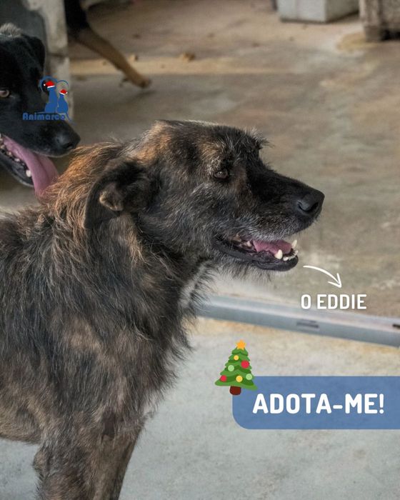 Eddie cao de porte grande