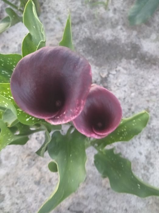 Продаж луковиць калли 30грн