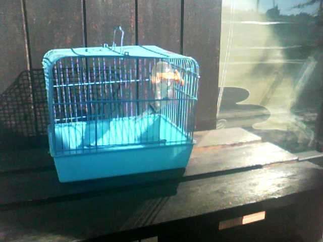 Taperueres,gaiola pequena amster acessórios de comida para cães/gatos