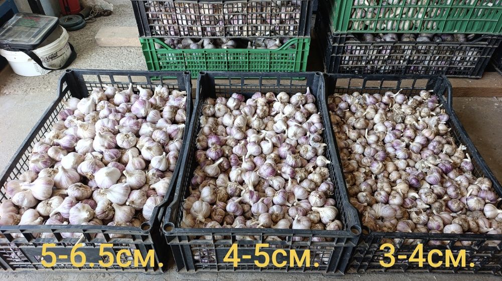 Часник Любаша перша репродукція часник посадковий часник насіння часник на посадку