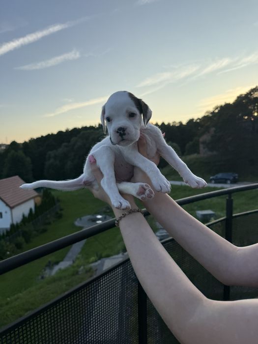 Piekna biala suczka bokser z rodowodem