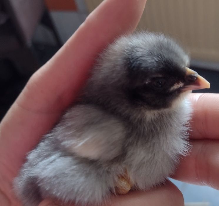 Sprzedam jaja lęgowe mix kur wysoko nieśnych