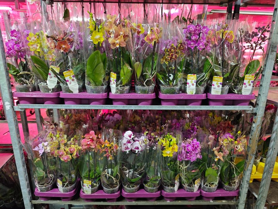Орхідеї Оптом Сортові Орхидеи Мутанти Підлітки