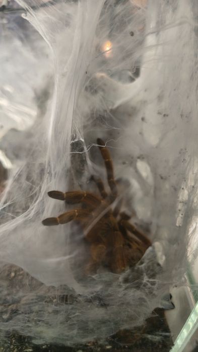 Dorosła samica Samice Pterinochilus murinus Usambara Ptasznik Słoneczny z terrarium