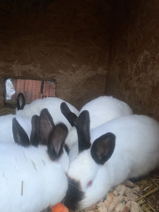 Króliki kalifornijskie