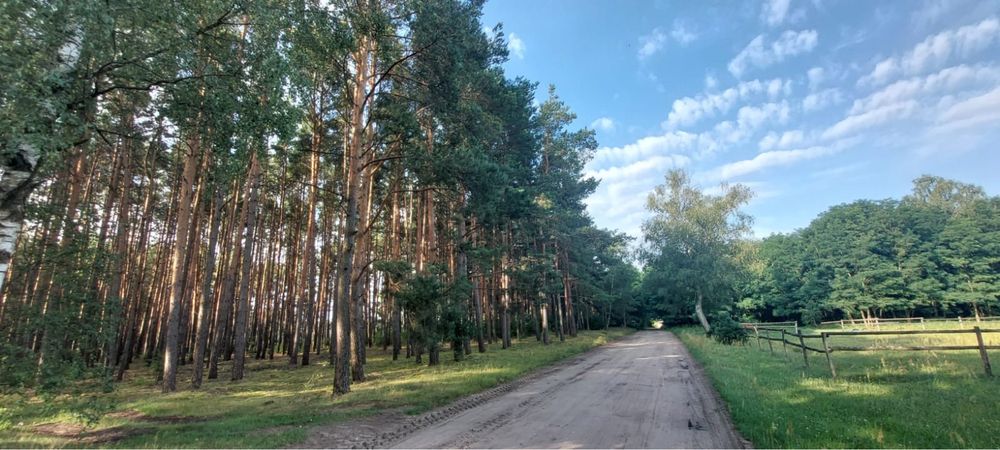Działka leśna Las 1,28ha