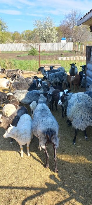 Продам романовских овец