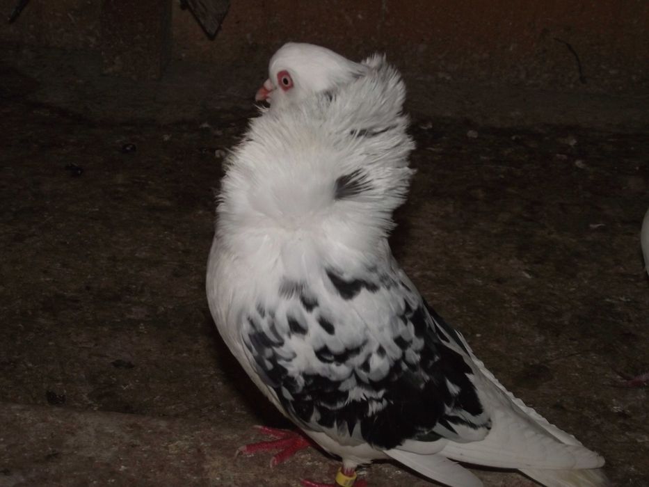 Kapucyny staroholenderskie