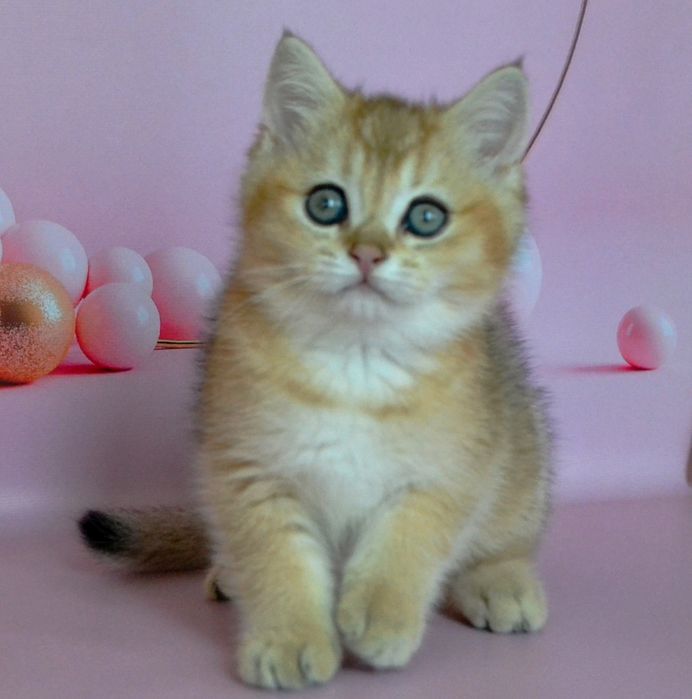 Чистокровнi британськi шиншили