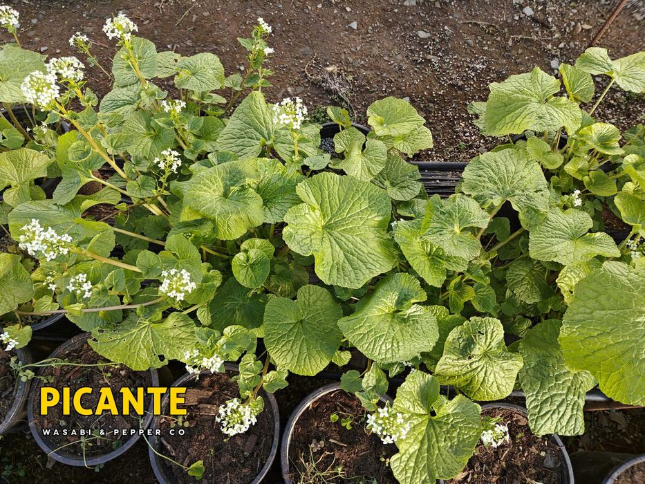 Sementes de Wasabi Verdadeiro (Wasabia japonica)