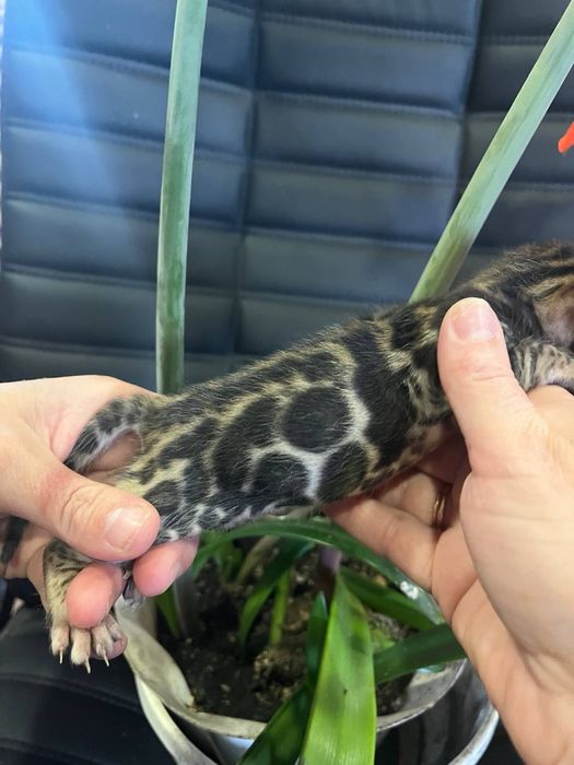 Бенгальские котята с длкументами