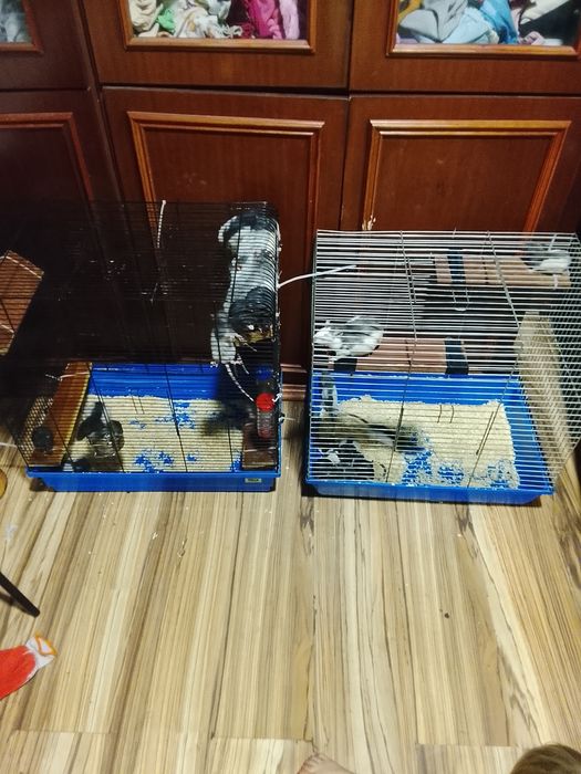 Szczurki szukają domòw