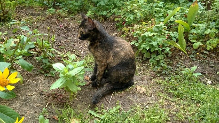 Mlody kotek, oddam za darmo