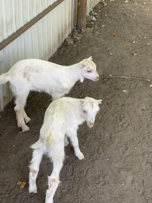 Коза Альпійська безрога