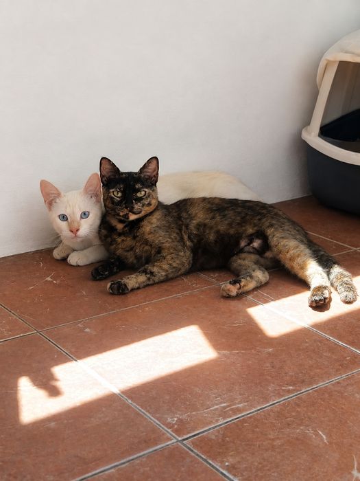 Mãe e filho para adoção