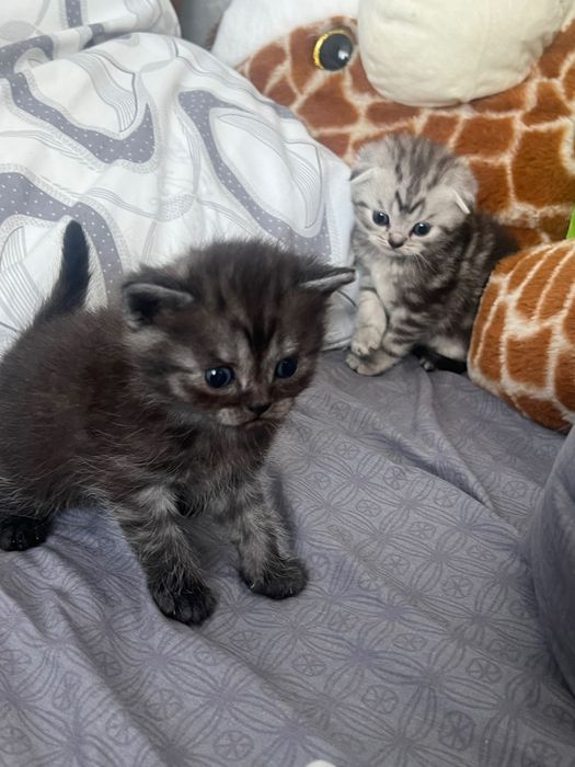 Шотландські кошенята