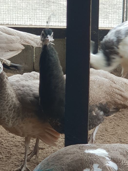 Samiec paw bufor bronz 2025