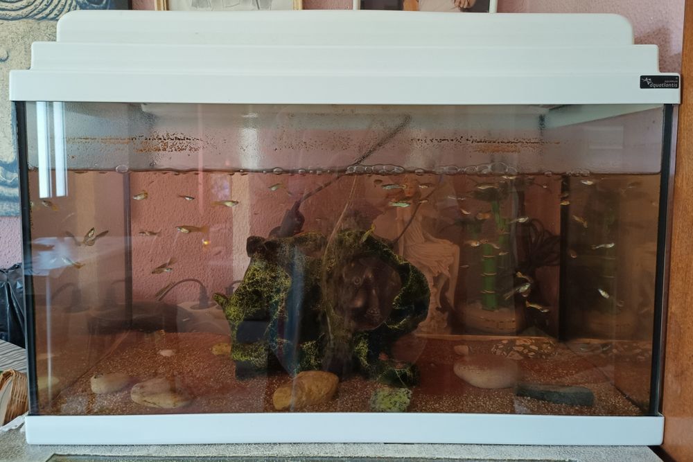 Aquário Aquatlantis com peixes