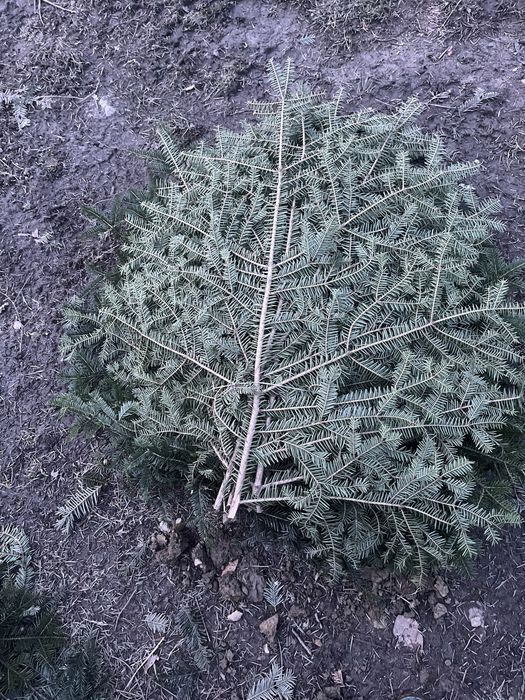 Gałęzie jodłowe !Stroisz jodłowy