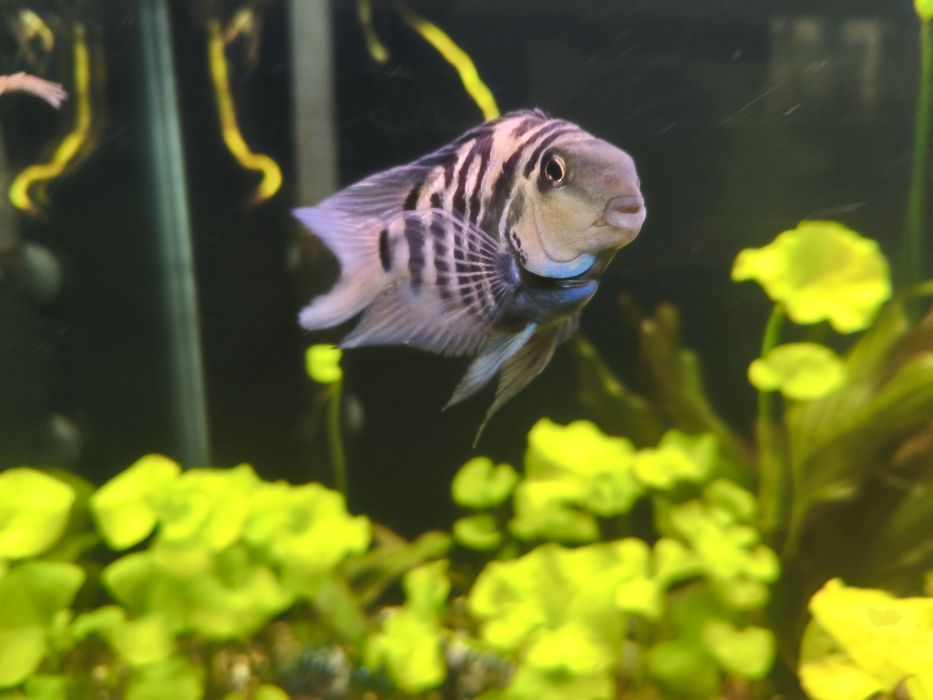 Pielęgnice blue Tiger