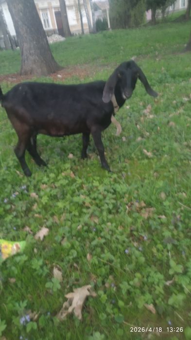 Англонубійська коза