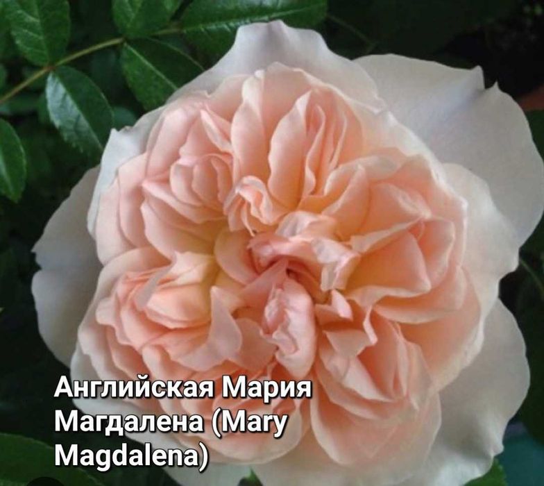 Троянди та клематиси