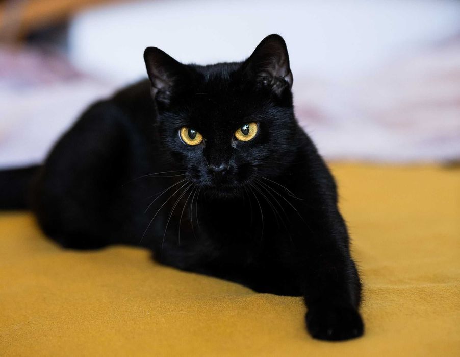 Kotka po przejściach szuka spokojnego domu