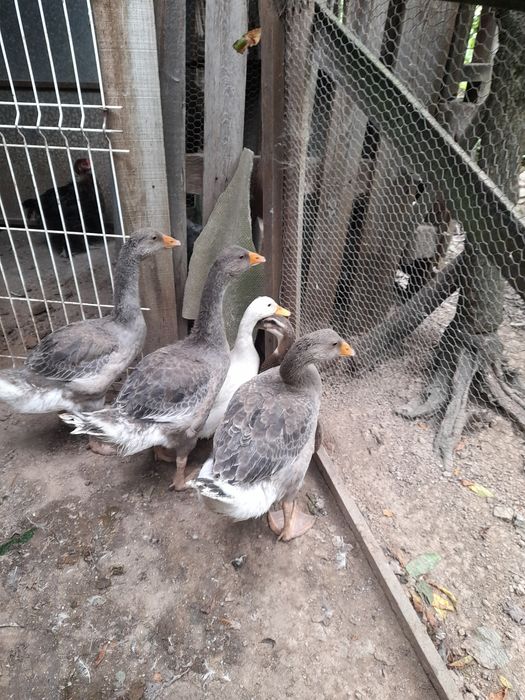 Trio Gansos de Toulouse