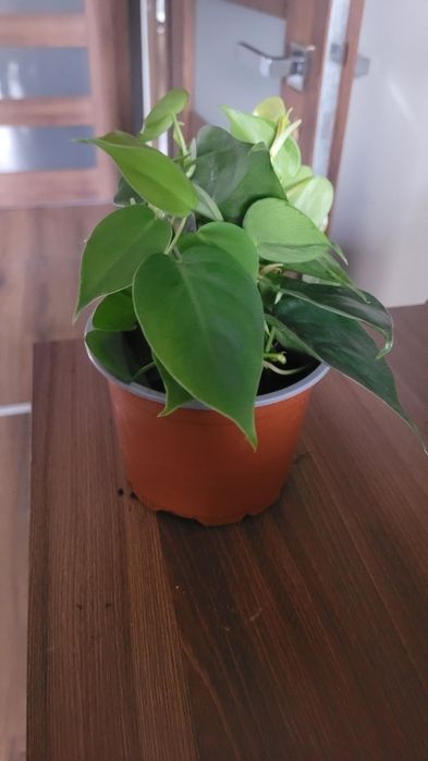 Filodendron pnący