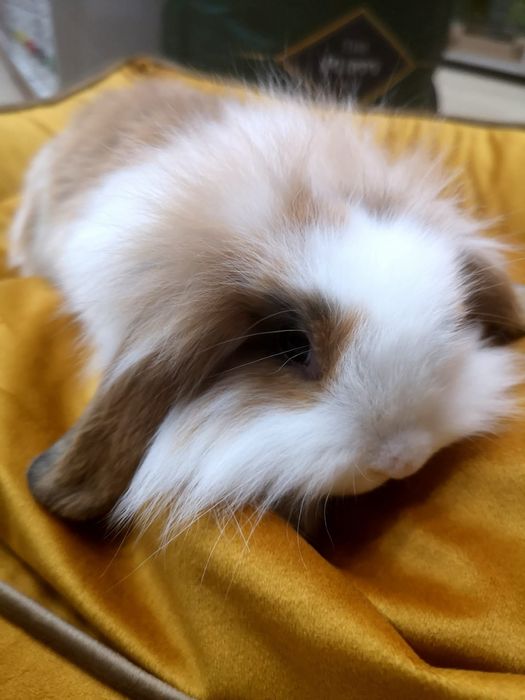 Królik Baranek - Tina Zoo Zabrze