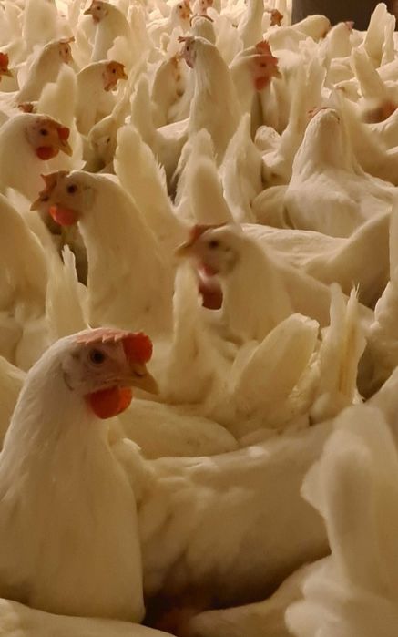 Kury Nioski Leghorny Leghorn 23 tyg z jajkiem