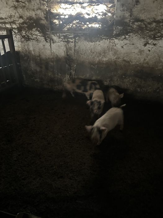 Мангали мангальскі свині вʼєтнамські