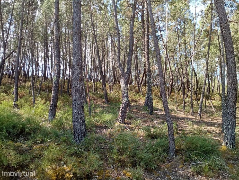 Terreno rústico Santo André das Tojeiras, Castelo Branco