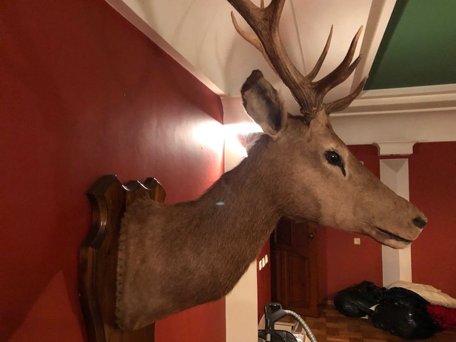 Чучело оленя с шикарными рогами красивая голова статуя для дизайна