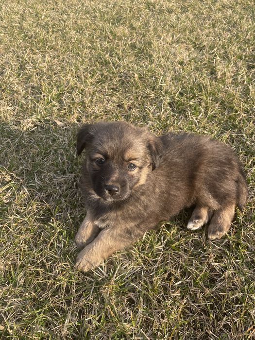 Szczeniaki malego wzrostu