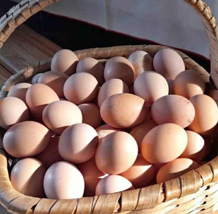 Ovos caseiros galinha